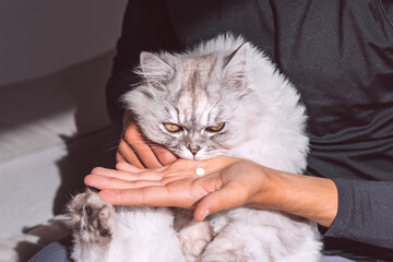 Man giving a pill to sick sad cat. Medicines and synthetic vitamins for animals. Anthelmintic for pets.