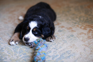 Adorable Bernese mountain dog puppy indoor. Cute and small Bernese puppy. Nice puppy lying on the...