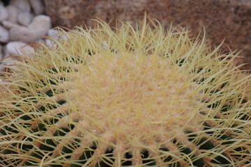 Cactus in the Garden