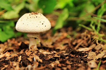 Forest mushroom growing on the ground. stock photo 