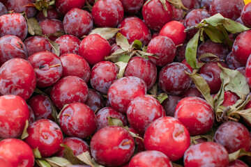 Top view on freshly picked organic red plums. Autumn harvest. Healthy food and gardening  concept.