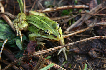 frog in the grass