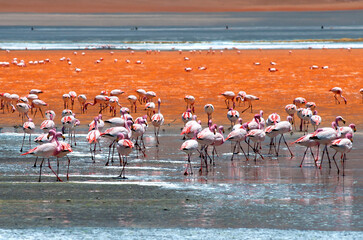 Andean flamingos 
