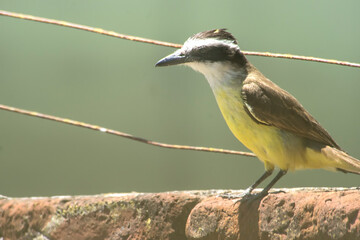 Great Kiskadee perched on a wall        