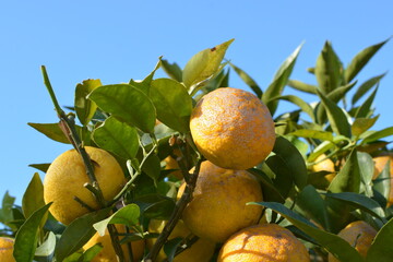 みかんの木に実が成っている