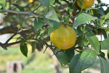みかんの木に実が成っている