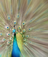 Fotobehang Peacock showing its beautiful feather with motion blur. © gracethang