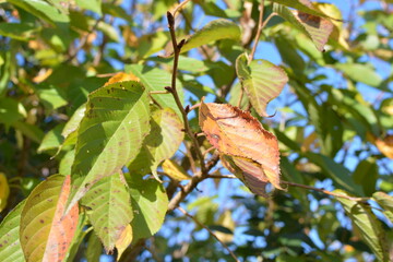 紅葉した木の葉