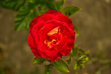 beautiful ecuadorian red rose