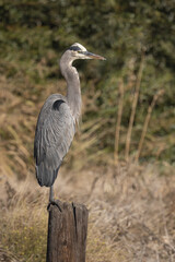 great blue heron perched on a old wooden post in marsh landscape in Northern California
