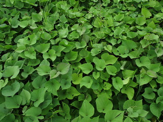 Fototapeta premium photo of sweet potato fields on farmland