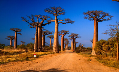 Obraz na płótnie Canvas Avenue of the baobabs