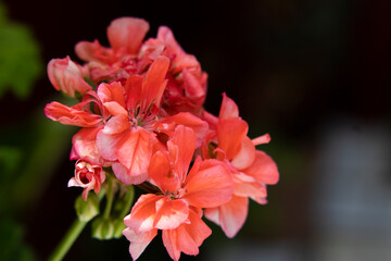 red and orange flower
