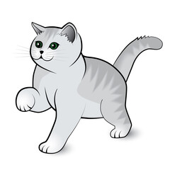 A little cute gray pet kitten