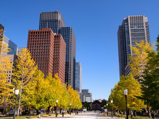 Obraz premium 東京都 丸の内オフィスビル街とイチョウ並木 