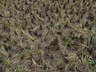 photos of paddy fields after harvest