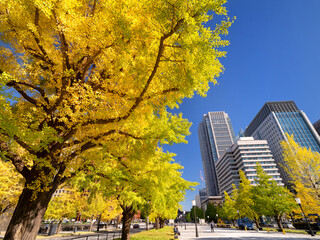 東京都　丸の内オフィスビル街とイチョウ並木　