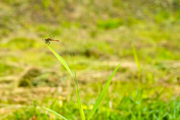 夏草と蜻蛉