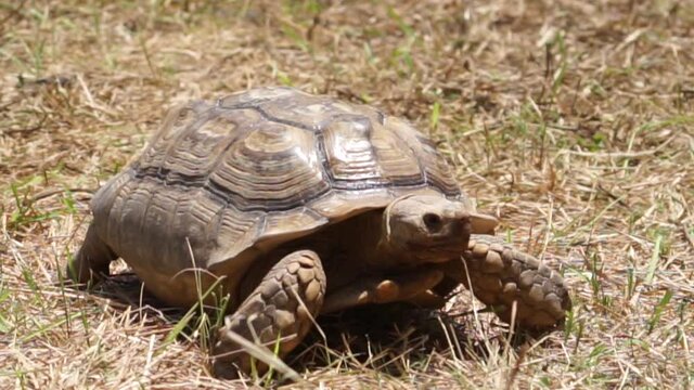 tortoise sulcata walk in the grass