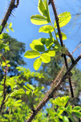 Obraz premium spring rose hips, dog-rose with fresh young foliage, leaves have just blossomed, thorny branches with thorns, bottom view against the background of a blue spring sky