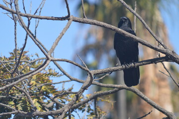Crow on Branch