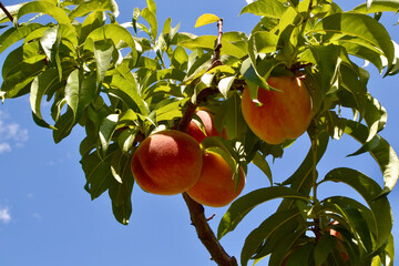 Ripe juicy peaches growing in an orchard in Palisade, Colorado. One of the best places for peaches...