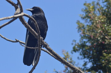 Crow with White & Black Feathers Perching