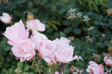 아름다운 분홍 꽃과 자연