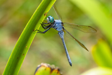 Close-up of a female dragonfly(Orthetrum luzonicum) on a leaf
