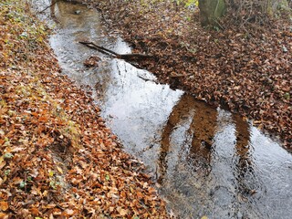 autumn leaves in the snow
