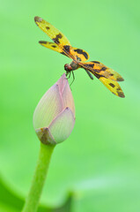 Obraz premium A dragonfly(Rhyothemis variegata arria) perchs on leaf in the sun.