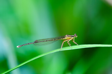 A damselfly stays on a leaf
