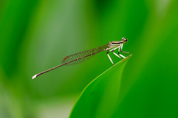 A damselfly stays on a leaf