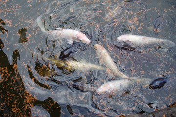 鯉が餌を食べているシーン（岐阜県岐阜市）