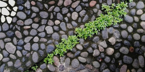 grass between the rocks