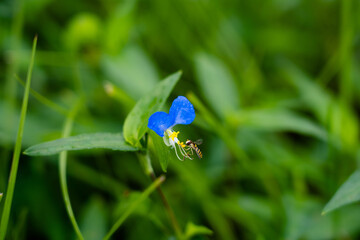 青い花と蜂