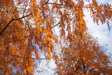 奇麗に紅葉しているメタセコイア（岐阜県岐阜市）