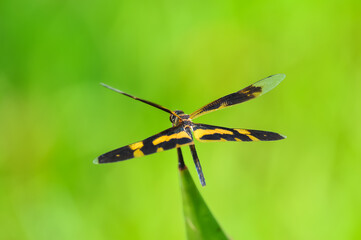 A dragonfly(Rhyothemis variegata arria) perchs on leaf in the sun.
