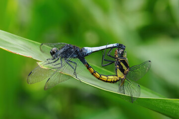 Two dragonflies (Orthetrum glaucum Brauer) mating on a leaf
