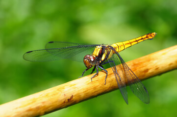 Golden Yellow Dragonfly(Crimson Dropwing,Female) is staying on branch.
