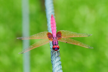 Close-up of a dragonfly (Trithemis aurora) on a rope
