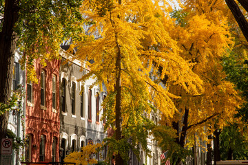 Ginkgo cascade. Ginkgo trees burst with autumnal color on Swann Street NW, in the  Shaw / Logan neighborhood of Washington, DC.