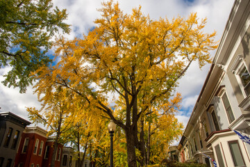 Ginkgo sky. Ginkgo trees burst with autumnal color on Swann Street NW, in the  Shaw / Logan neighborhood of Washington, DC.