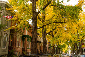 Obraz premium Ginkgo twins. Ginkgo trees burst with autumnal color on Swann Street NW, in the Shaw / Logan neighborhood of Washington, DC.