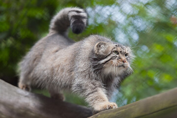 Pallas's cat (Otocolobus manul). Manul is living in the grasslands and montane steppes of Central Asia. Portrait of cute furry adult manul on the branches of a tree