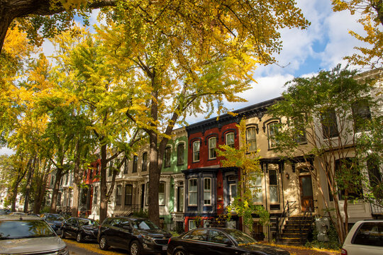 Ginkgo row. Ginkgo trees burst with autumnal color on Swann Street NW, in the  Shaw / Logan neighborhood of Washington, DC.