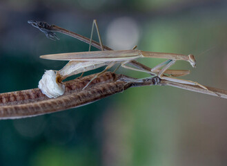 mantis put egg in bark