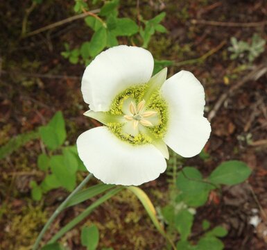 Gunnison's Mariposa Lily (Calochortus gunnisonii) white wildflower in Beartooth Mountains, Montana