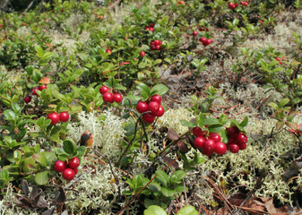 A bunch of wild cranberries in the moss