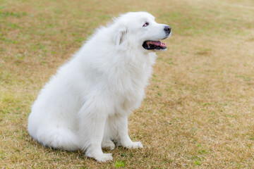グレートピレニーズ　大型犬　白犬